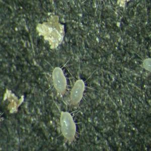 画像付き ダニの種類一覧！家に出る身近なダニの見分け方害虫駆除110番