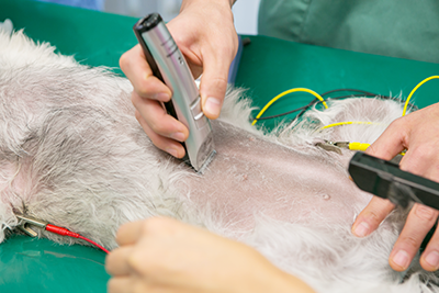 小型犬の膝蓋骨内方脱臼グレード３に対する手術療法兵庫県加古川市グリーンピース動物病院