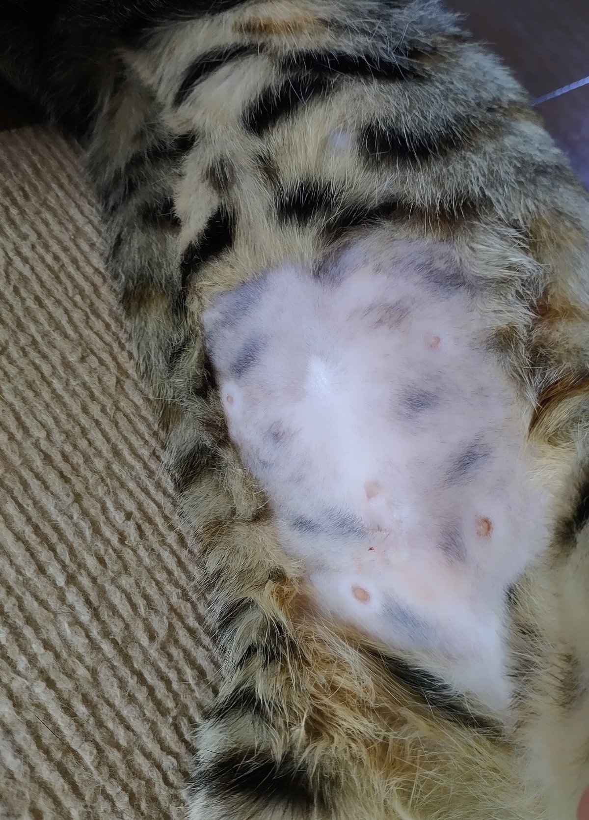 オス猫・去勢後の注意点やケア方法UCHINOCO ＜うちの子＞