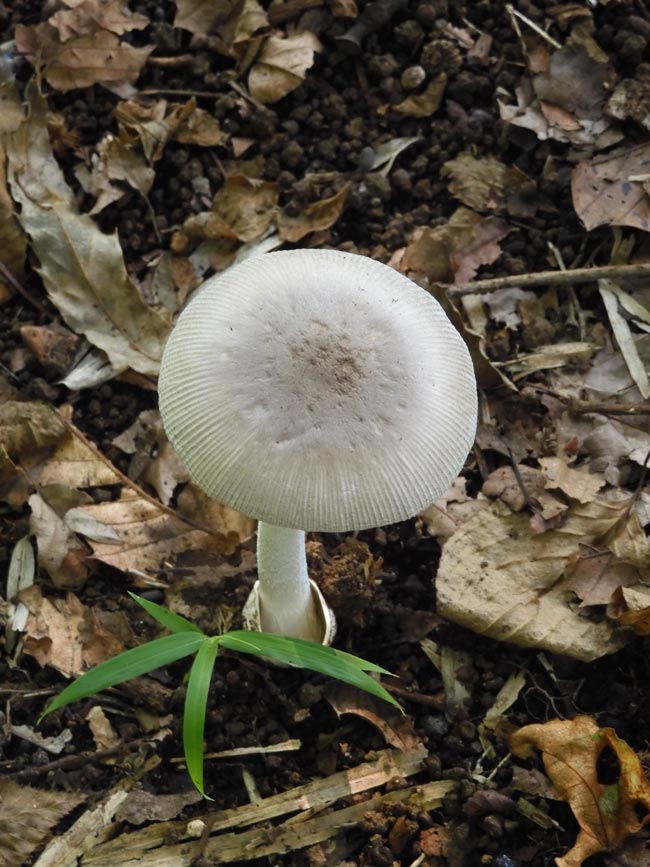 気をつけたい・毒きのこユキグニファクトリー株式会社キノコのチカラ、ミライのセカイ