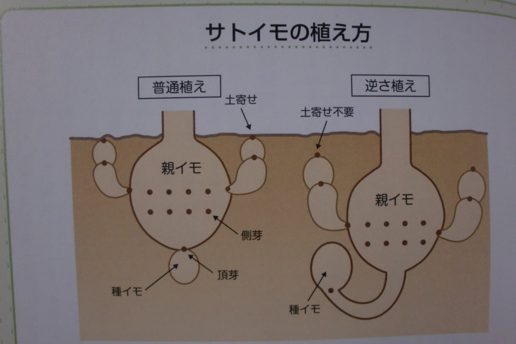 4000円で始める海外で話題の逆さ栽培に挑戦してみた - karaage.からあげ