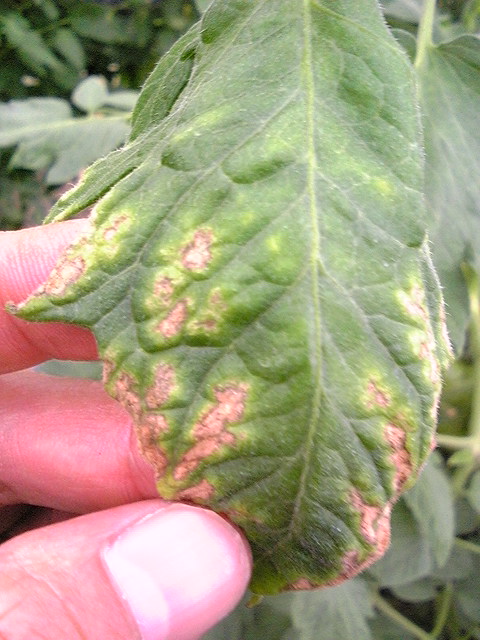 トマトサビダニ ミニトマトの茎が茶色で葉が黄色く枯れ、葉裏がテカテカした場合の原因と対処法