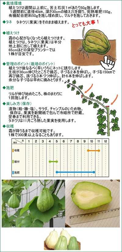 ハヤトウリの育て方色々な育て方の情報 育て方ボックス