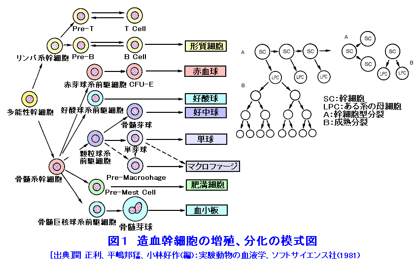 赤血球」の体をめぐる冒険！ 酸素・二酸化炭素を運ぶしくみと、血液の健康を保つ方法 親子で人体を学ぶHugKum はぐくむ