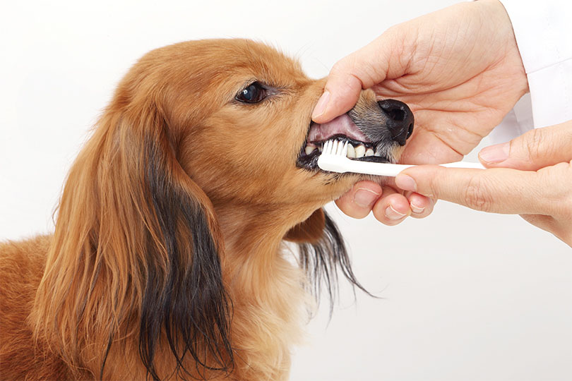 歯磨きを嫌がる犬のためのおすすめ方法とは？歯磨きのやり方やコツを紹介