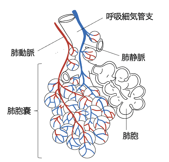 肺の解剖と機能について - 診療案内 - 信州大学 医学部外科学教室 呼吸器外科学分野