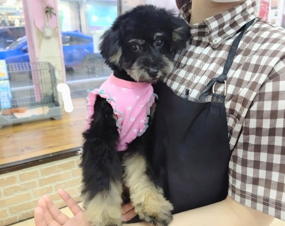 トイプードル超希少！ブラックタンのトイプーがやってきた！マルワンBLOGペットショップ マルワン 小さめ子犬 美形な子猫初心者安心のサポート