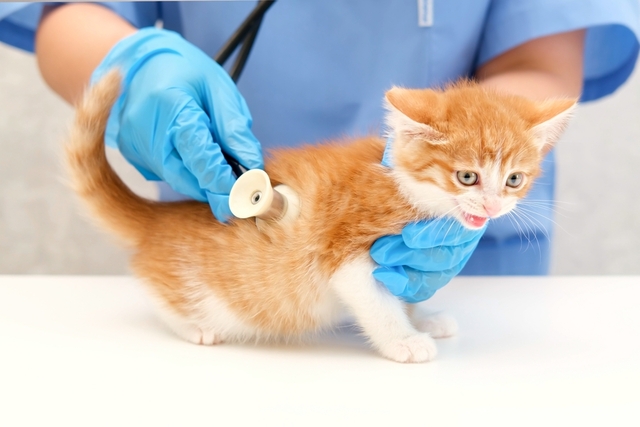 たまねぎ中毒。」 なおきち1ごうさんのペットログ5385:: ペットのおうち 里親決定29万頭！