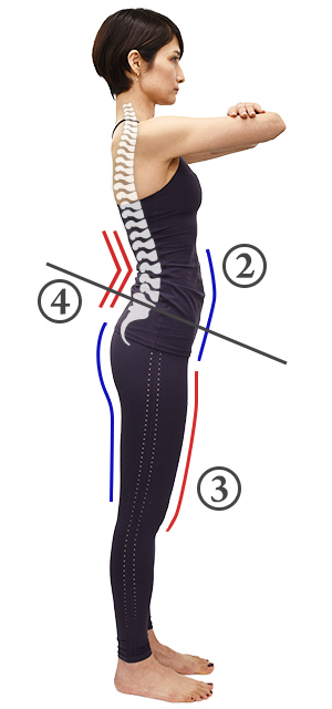 横から見た人間の身長バランス 6頭身7頭身8頭身9頭身の 女性体形のイラスト イラスト素材7437821- フォトライブラリ