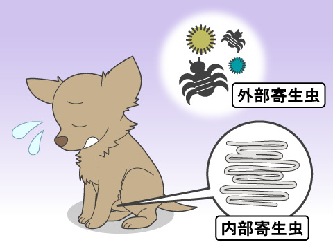 犬の体につく外部寄生虫「シラミ」その症状と対策とは？ いぬのきもちWEB MAGAZINE