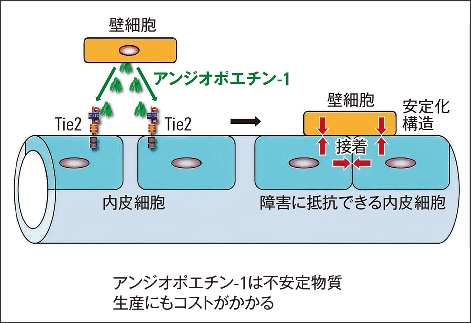 保存版 脱・ゴースト血管！ 血流UPさせるための3ステップ美的.com