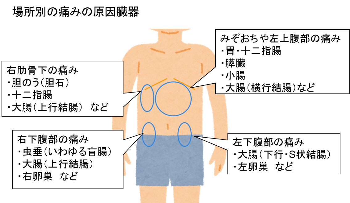 腹痛の原因 考えられる病気を部位別に紹介・注意すべき痛み方とは│ 生活習慣病を予防する 特定非営利活動法人 日本成人病予防協会