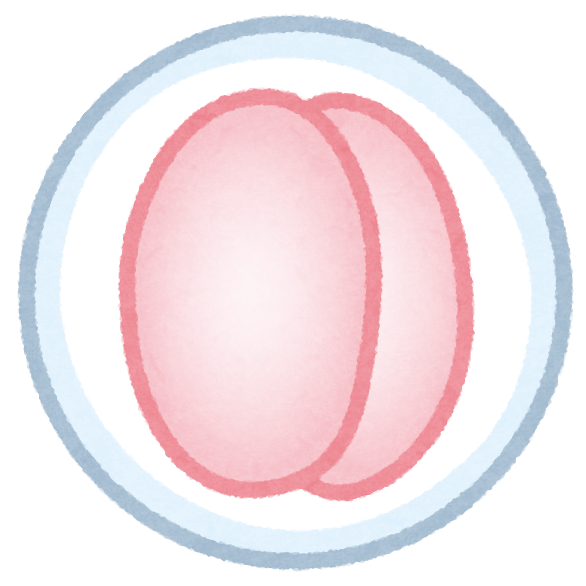 受精卵の成長過程のイラスト素材72470099- PIXTA