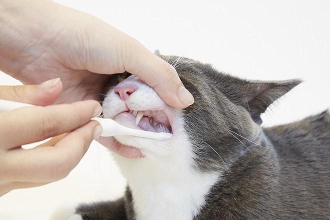 猫の歯石の原因と対処法