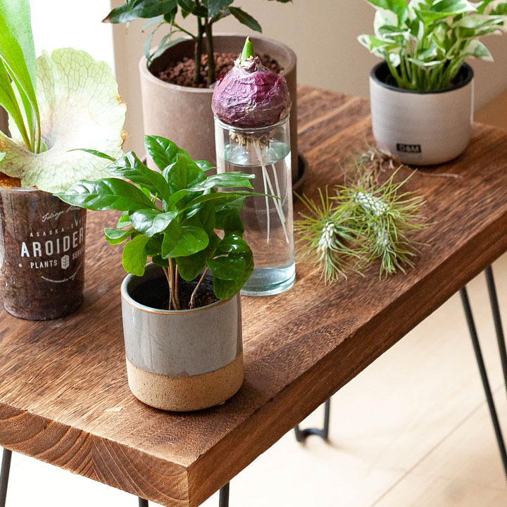 コーヒーの木を置くと運気爆上げ！風水的に良い飾り方や置き場所 – 東京寿園