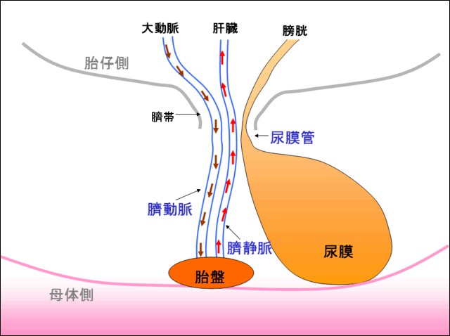 目白バースハウス 目白助産所 － 東京都豊島区 の助産院で アクティブバースで納得のお産スタッフ日記 赤ちゃんとお母さんを繋ぐ、大切な大切な「 へその緒」