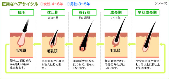 植毛した髪の寿命は何年？抜け落ちたらどうなるかなど術後の疑問に回答！自毛植毛・薄毛対策の植毛専門クリニックアーツ銀座クリニック