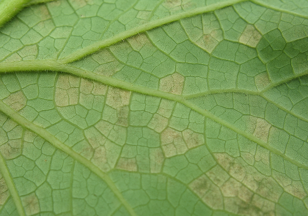 スイスチャード フダンソウ の水やり頻度や時間帯は？野菜の育て方・栽培方法