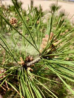 クロマツの花粉飛散 32165000304 の写真・イラスト素材アマナイメージズ
