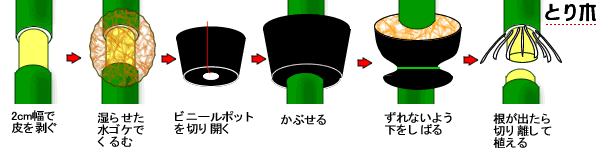 ディフェンバキアの育て方剪定方法や水やり方法など観葉植物のプロが解説！カミーラなど人気の種類も紹介農業・ガーデニング・園芸・家庭菜園マガジン AGRIPICK