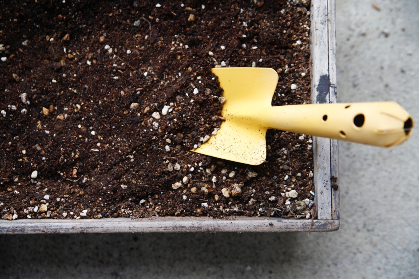 栄養価がたかいアーモンドを栽培しよう！自宅で育てるときのポイント生活110番