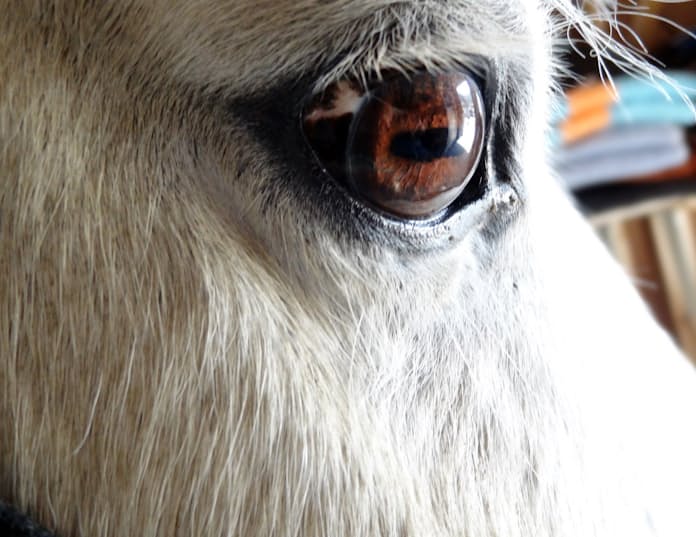 瞳孔膜遺残・瞳孔偏位新小岩眼科