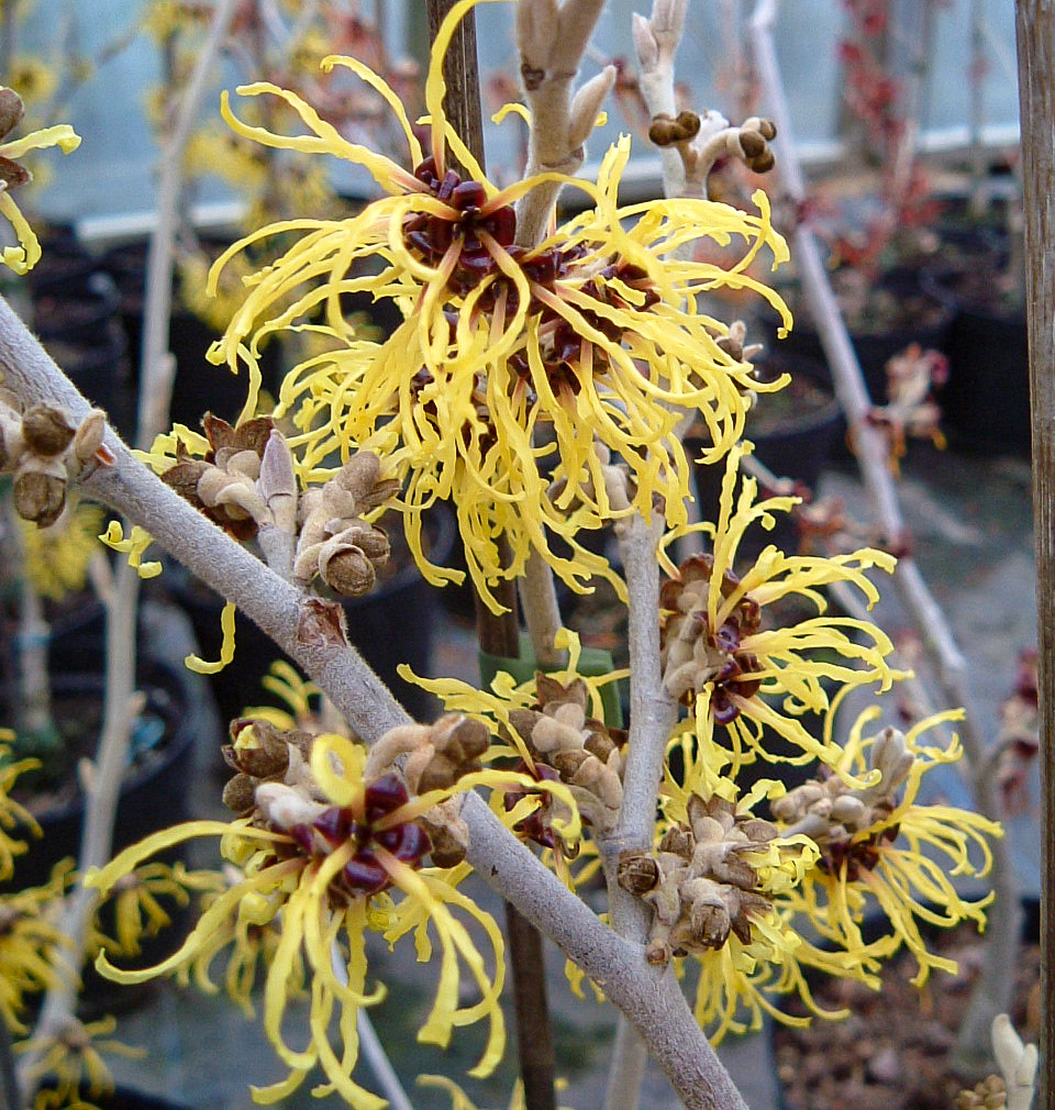 シナマンサクHamamelis mollisかぎけん花図鑑