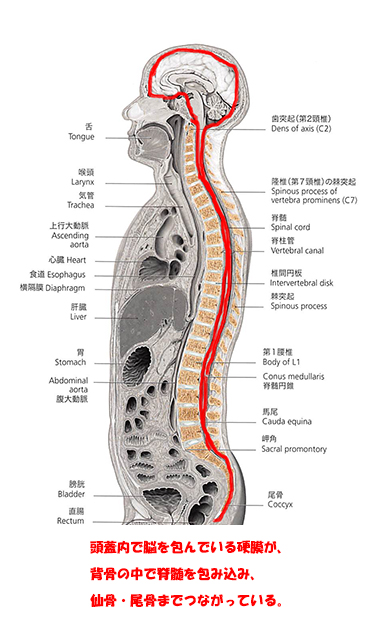 三叉神経、顔面神経、内耳神経の解剖 頭部MRI、Meckel腔、内耳道