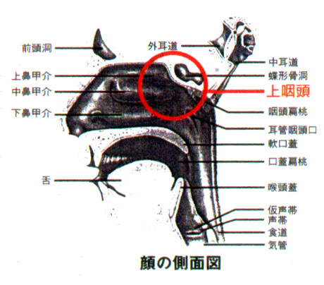 のどの病気 戸塚耳鼻咽喉科クリニック戸塚駅徒歩2分の耳鼻科
