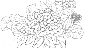 楽しく脳トレ！やさしい大人のぬりえエスピーマルシェ公式オンラインショップ