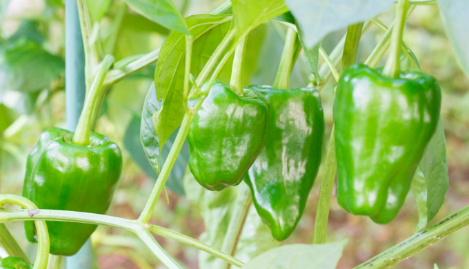 ピーマン プランターで300本収穫するための育て方 家庭菜園