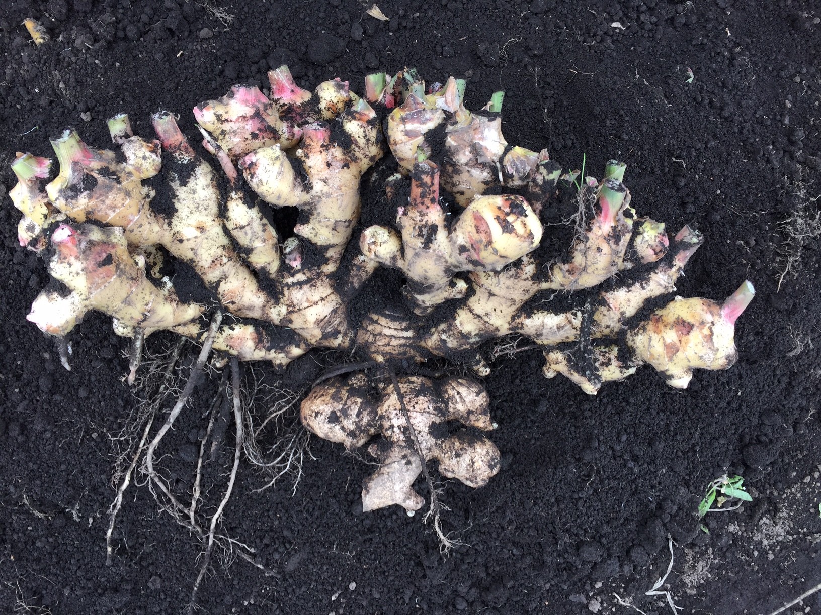 生姜保存方法を見直して鮮度をキープ！ 選び方や栄養素&効果にも注目Shufoo!プラス