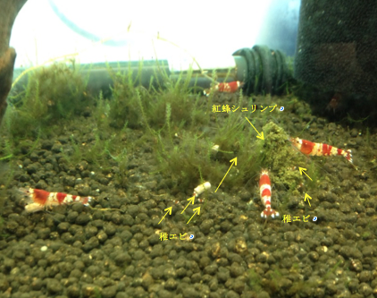 水カビ病や水カビ発生防止に有効！水槽に水草マツモを入れてみた！ - ウーパールーパーの智慧