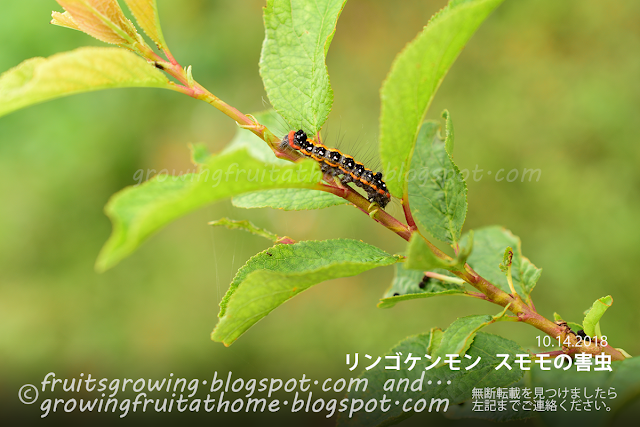 スモモ枝枯病農業害虫や病害の防除・農薬情報病害虫・雑草の情報基地全国農村教育協会