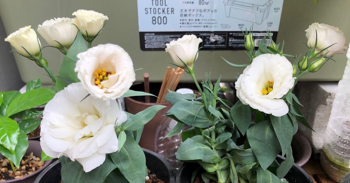 トルコキキョウの育て方 きれいな花を咲かせるお手入れのコツやおすすめ品種植物とあなたをつなぐPlantia