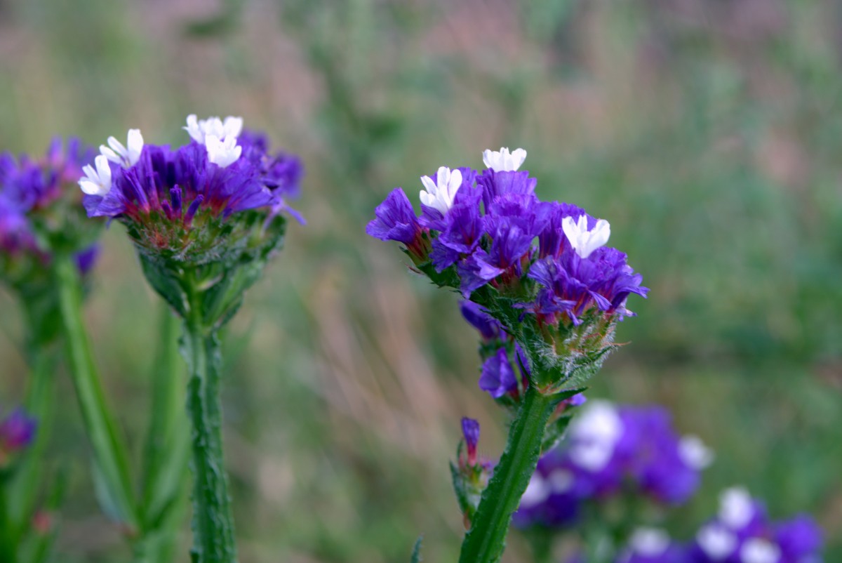 ハイブリッドスターチスの花言葉と誕生花－花の持つ言葉