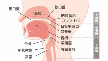 のど 喉 が痛いとき、どうすればいい？原因と痛みを和らげる方法クラシエの漢方 かぜシリーズクラシエ