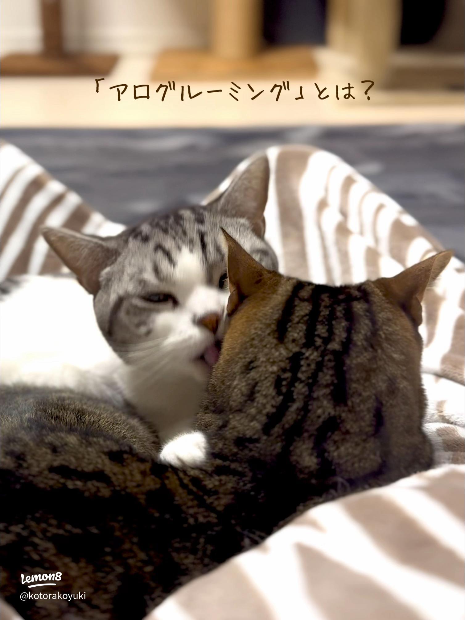 mofoo ～モフー～お洒落 猫生活マガジン～