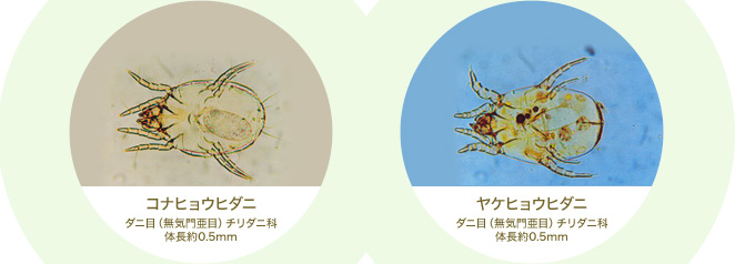 ダニの豆知識 - 日東防疫 広島イタチ、コウモリ、ムカデ、ハト、ネズミ対策や害虫駆除日東防疫広島イタチ、コウモリ、ムカデ、ハト、ネズミ対策や害虫駆除