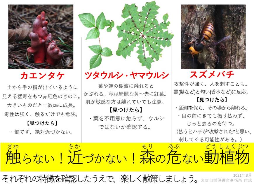 かぶれに注意！紅葉が美しいウルシ科の特徴と見分け方を紹介！林業 株式会社あしだ 公式