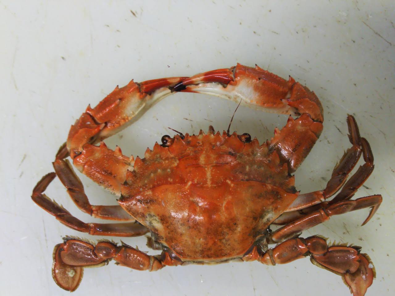5種類の有毒カニ消費