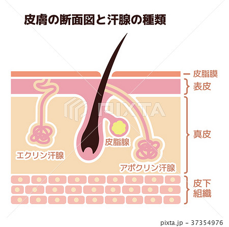 医師監修・作成 脇の下のにできた「できもの」や「しこり」は粉瘤 アテローム なのかMEDLEY メドレー