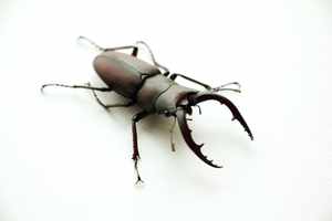 ダニ媒介感染症の予防長崎県