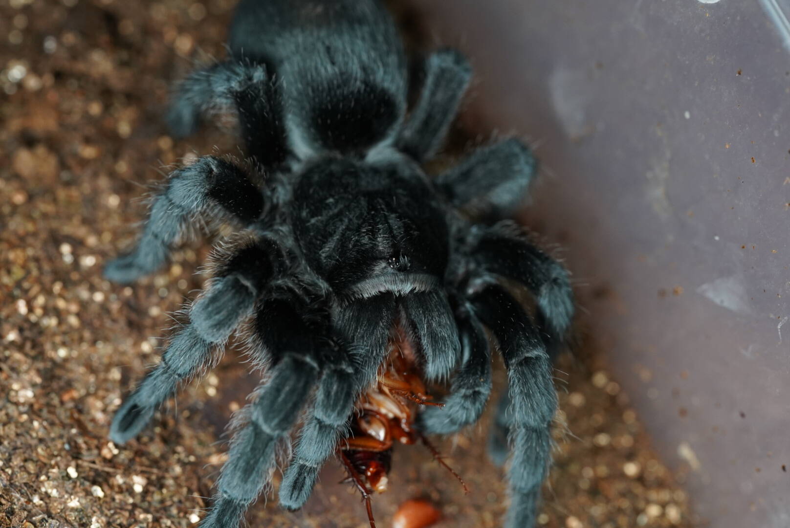 ブラジリアンサーモンピンク - アニマルまめお