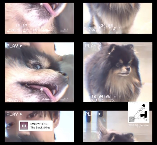 BTS社群貼文 - 世界一可愛い犬、ヨンタン可愛い あんなに小さかったのに、いまはもふもふのまあるい可愛いヨンタン😍😍😍😍目が大きいのは、ヨンタンのパパにそっくりね❤️澄んだお目目もヨンタンのパパにそっくり😍😍😍🥰るあ 📸official Twitter@BTS_twt 📸thv