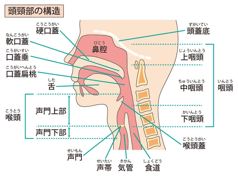 喉頭の軟骨 ⠀ ・甲状軟骨:喉頭隆起 のど仏 を形成⠀ ・輪状軟骨:喉頭の土台をなす。第6頸椎の高さ。食道狭窄部の形成⠀ ・披裂軟骨:有対。声帯の緊張度を変え、発生に関与⠀・喉頭蓋軟骨:弾性軟骨。嚥下の際に食べ物が喉頭内に入るのを防ぐ⠀ ⠀喉頭⠀甲状