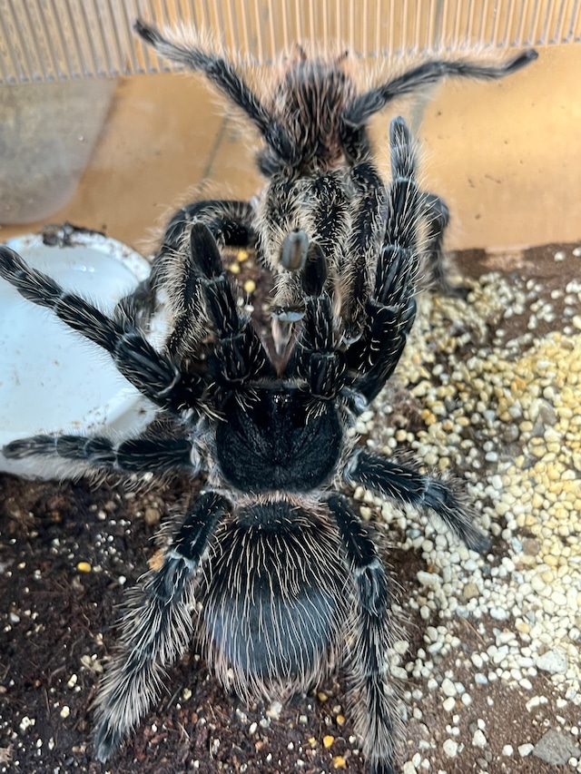 ブラジリアンサーモンピンクLasiodora parahybana- Picture Insect