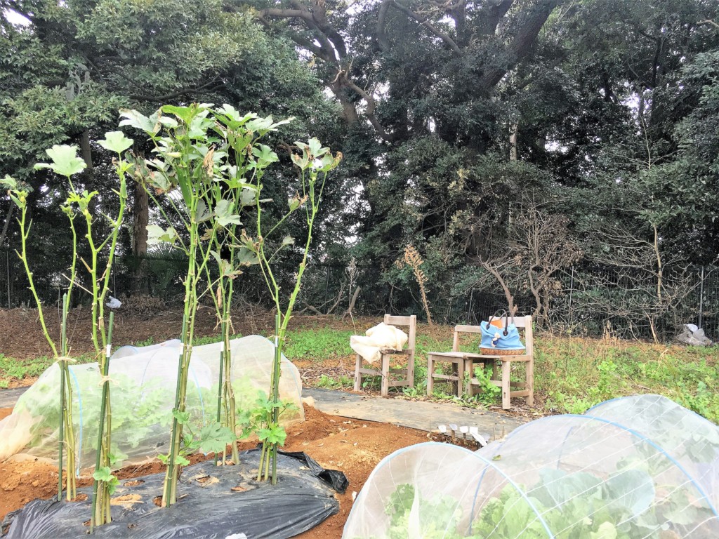 家庭菜園で人気のコンパニオンプランツとは？若手農家が教えます！あぐりマッチ