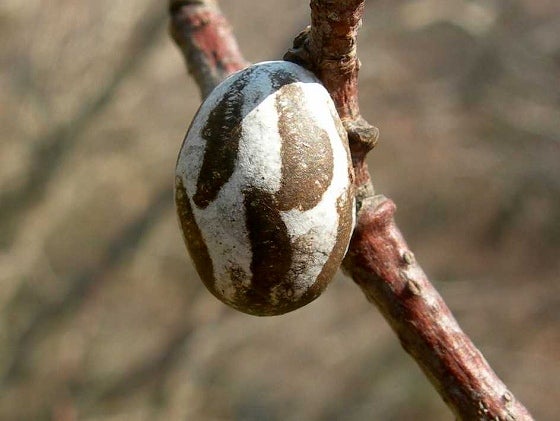 イラガの繭を割ってみた - 虫村の日記