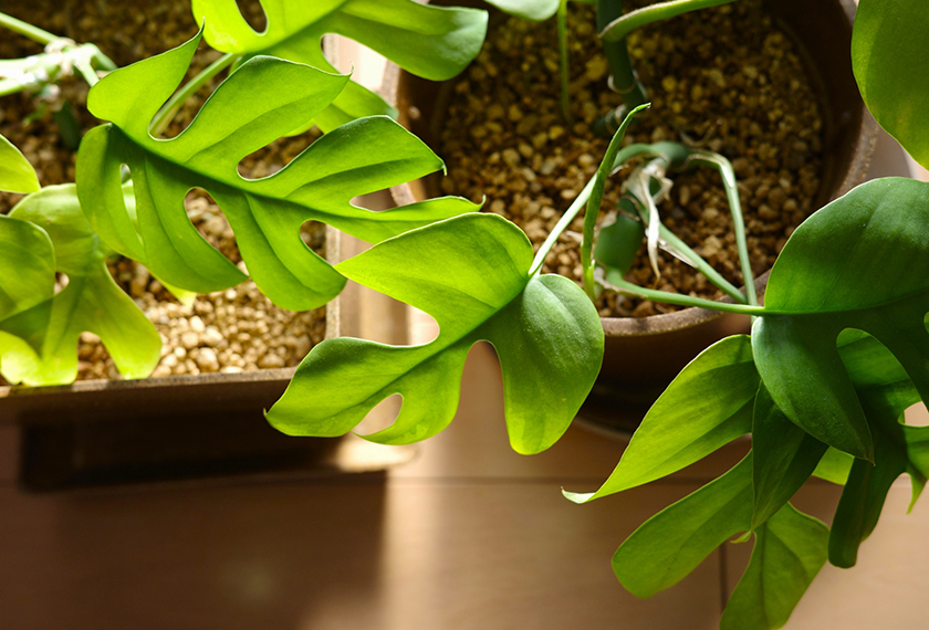 多肉植物の下の葉 下葉 が枯れるのは病気？原因と対策